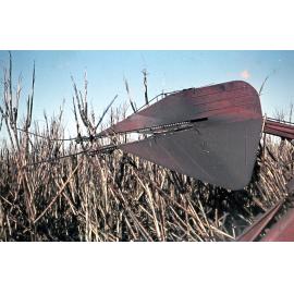 Freeman collection : Harvesting sugarcane with a canecutter near Ayr, North Queensland, 1961