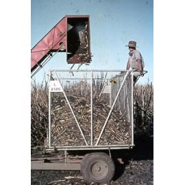 Freeman collection : Harvesting sugarcane with a canecutter near Ayr, North Queensland, 1961