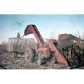 Freeman collection : Harvesting sugarcane with a canecutter near Ayr, North Queensland, 1961