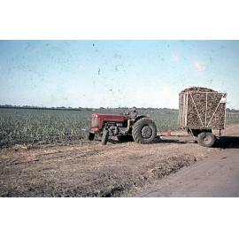 Freeman collection : Harvesting sugarcane near Ayr, North Queensland, 1961