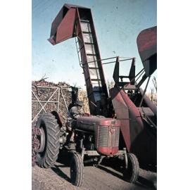 Freeman collection : Harvesting sugarcane with a canecutter near Ayr, North Queensland, 1961