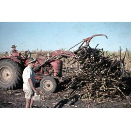 Freeman collection : Harvesting sugarcane near Ayr, North Queensland, 1961