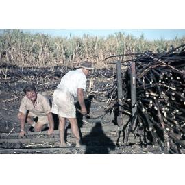 Freeman collection : Harvesting sugarcane near Ayr, North Queensland, 1961