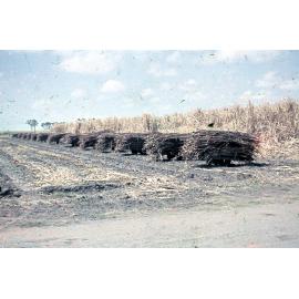 Freeman collection : Harvested sugarcane near Ayr, North Queensland, 1961