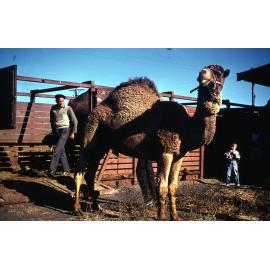 Freeman collection : Circus camel at Ayr, North Queensland, 1961