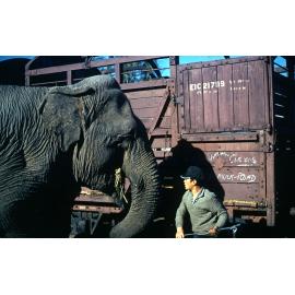 Freeman collection : Circus elephant at Ayr, North Queensland, 1961
