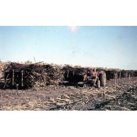 Freeman collection : Harvested sugarcane near Ayr, North Queensland, 1961