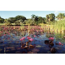 Water lilies in Anderson Park, Townsville, 1991