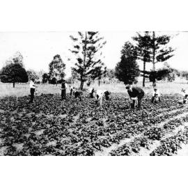 One of the far famed strawberry gardens of Townsville, probably Gullivers, May 1912