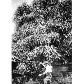 Picking mangoes at Gulliver's Acacia Vale nursery and gardens, Mundingburra, Townsville. 