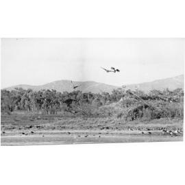 Birds on the Town Common, Townsville. 