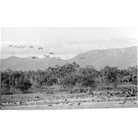 Birds on the Town Common, Townsville. 