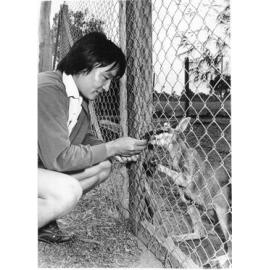 Japanese visitor feeding a wallaby at the Town Common Rangers cottage, Townsville, 1977. 