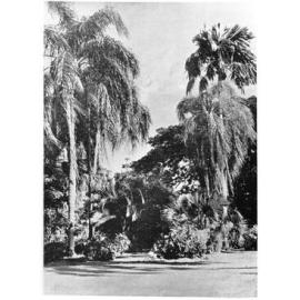 Queens Gardens, Townsville, 1939. 
