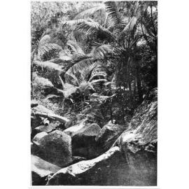 Mount Elliott, gorge at Margaret Creek, 1931 