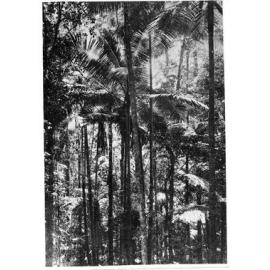 Mount Elliott, gorge at Margaret Creek, 1931 