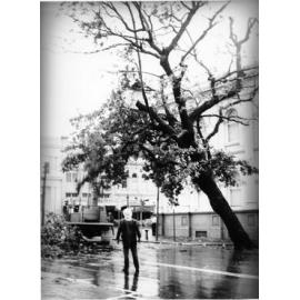Removal of the "Tree of Knowledge", Denham Street, Townsville, 8 January 1972