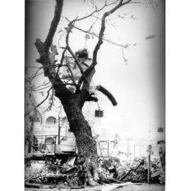 Removal of the "Tree of Knowledge", Denham Street, Townsville, 8 January 1972