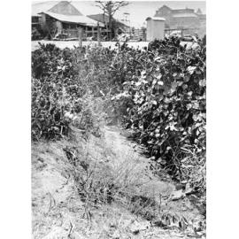 Prickly pear growing in a drain, Walker Street, Townsville, 1903