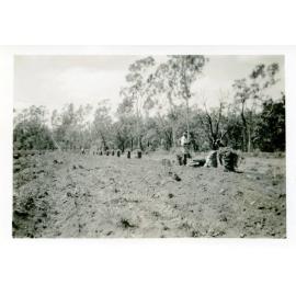 Potato farm at Hervey's Range owned by L. Page. 