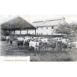 Cattle at the Ross River meatworks, Townsville. 