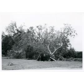 Cyclone damage to Queen's Gardens , Townsville, 1971