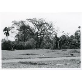 Cyclone damage to trees in Queen's Gardens , Townsville, 1971