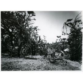 Cyclone damage to Queen's Gardens, one month after Cyclone althea, 27 January 1972