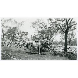 Dray horse and cart, circa 1930