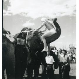 Elephants from Sole Brothers and Wirth's International Circus at the showgrounds, Townsville, 5 July 1966