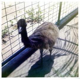 Emu, Koala Park Oasis, Magnetic Island 