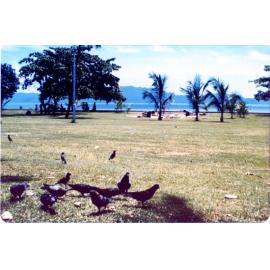 Children's Adventure Playground surrounded by palm trees, ANZAC Park, Townsville, 1963