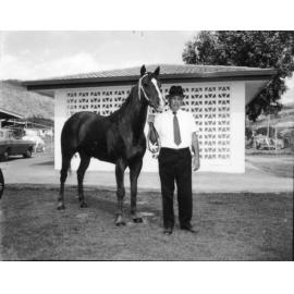 Horse trainer Les McLellan with "Gay James", 1973