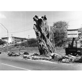 Banyan fig tree on the Strand, near the Ozone Cafe, being removed by Council employees. Townsville, 1977. 