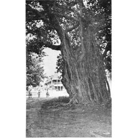 "Willmett's Folly" - one of the Banyan fig trees planted on the Strand by Thankful Willmett, Townsville. 