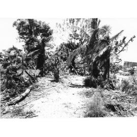 The Queens Gardens showing damage caused by Cyclone Althea. 