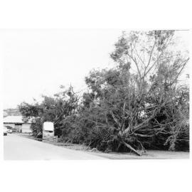 Uprooted trees in Archer Street, South Townsville, following Cyclone Althea 