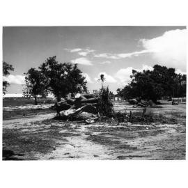 Removal of trees from the Strand, Townsville, 1972