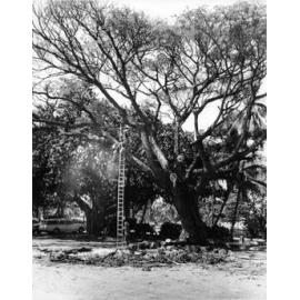 Pruning a rain tree on the Strand, opposite the Queens Hotel, Townsville, 1967. 