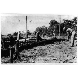 First chipping of newly cleared scrub land for sugar cane planting, 1924