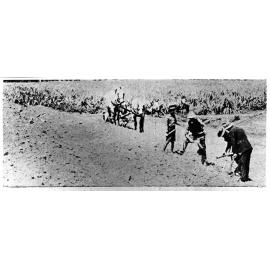 Planting cane, 1924