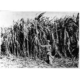 Cutting cane, Ayr, 1924