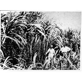 Ten month old cane, Johnstone River, 1924