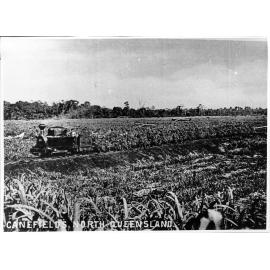 North Queensland canefield, ca.1895