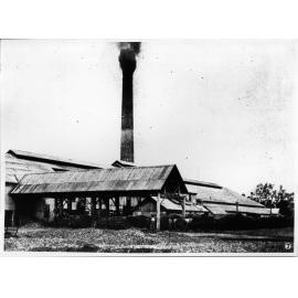 Cane at the Pioneer Sugar Mill, Burdekin Delta, 1907