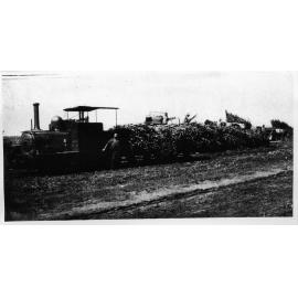 Loading cane on a cane train, Pioneer Plantation, Burdekin Delta, 1907