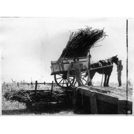 Loading cane on a truck at the tramway, Pioneer Plantation, Burdekin Delta, 1907