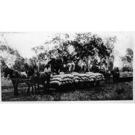 Transporting Kalamia raw sugar to the Ayr Railway Station, 1907