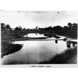 A lagoon of molasses at kalamia, Burdekin Delta, 1907