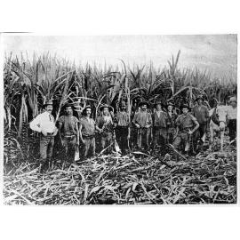 A cane gang in the fields, Lower Burdekin, 1911